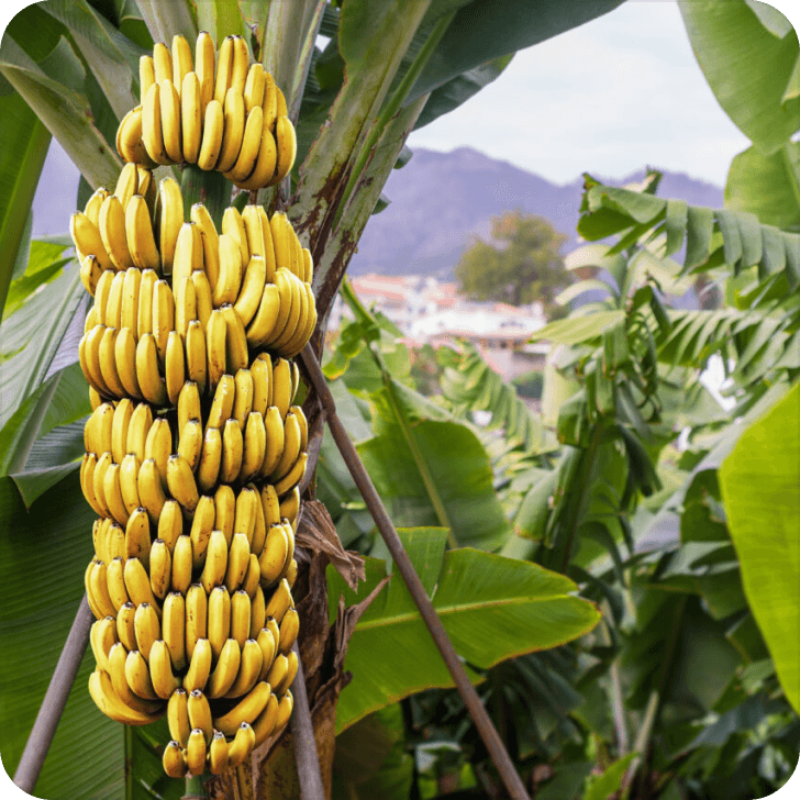 Banana