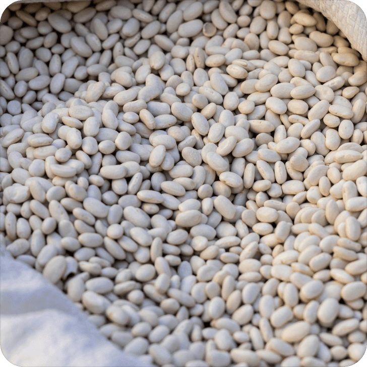 Beans from pork