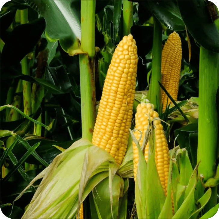 Corn