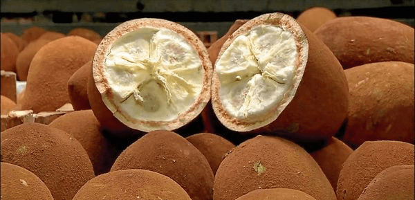 Cupuaçu
